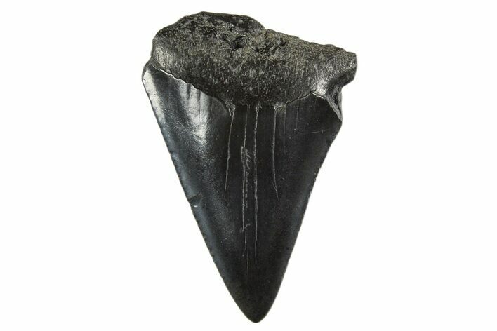 Fossil Great White Shark Tooth - South Carolina #340322